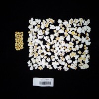 Popped and not popped comparison labeled.jpg