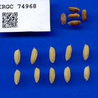 IRGC 74968 Seed Photo