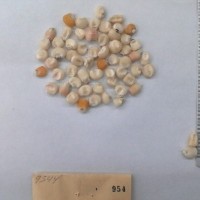 CIMMYTMA 954 - Reference Inventory.jpg