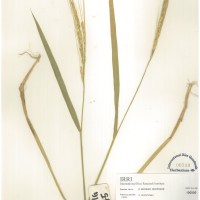 IRGC 100900 Herbarium