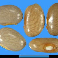 G18699 seed.jpg