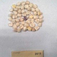 CIMMYTMA 3623 - Reference Inventory.jpg