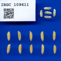 IRGC 109611 Seed Photo