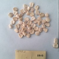 CIMMYTMA 1805 - Reference Inventory.jpg