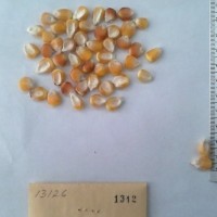 CIMMYTMA 1312 - Reference Inventory.jpg