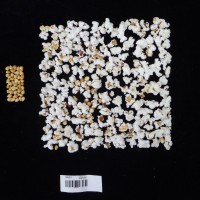 Popped and not popped comparison labeled.JPG