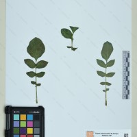 CIP 760540 herbarium