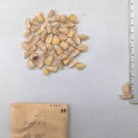 CIMMYTMA 95 - Reference Inventory.jpg
