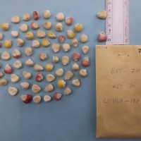 CIMMYTMA 7955 - Reference inventory.jpg