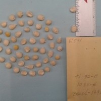 CIMMYTMA 6159 - Reference Inventory.jpg