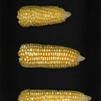 CIMMYTMA 26701 ARZM 07 020 AF19A-0903-163 E1.jpg