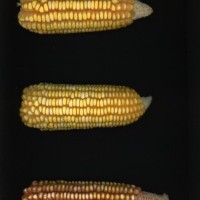 CIMMYTMA 2982 BRAZ 3032 AF22A-0903-151 E1_compress.jpg