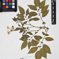 CIP 760305_HHCH 4728_11.jpg