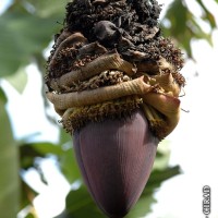 6.4.15 - Male bud shape