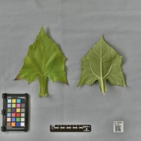 CIP 205012 (leaf).jpg