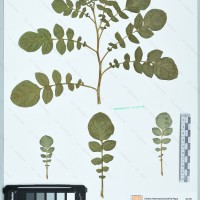 CIP 760346 herbarium