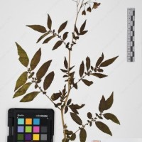 CIP 765690_RPSP 001_05.jpg