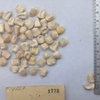 CIMMYTMA 1772 - Reference Inventory.jpg