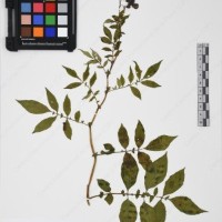 CIP 765709_RPSP 021_09.jpg