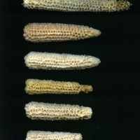 CIMMYTMA 90 PUEB 211 BA21U-2903-187 C_compress.jpg