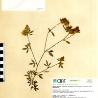 10020 herbarium