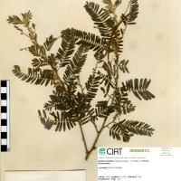 21524 herbarium