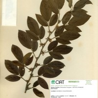 23419 herbarium