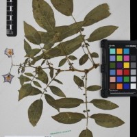 CIP 760248_HHCH 4531c_04.jpg