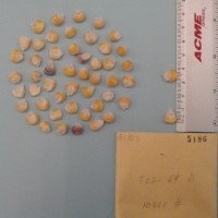 CIMMYTMA 5186 - Reference Inventory.jpg