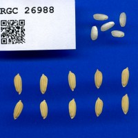 IRGC 26988 Seed Photo