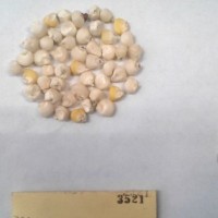 CIMMYTMA 3521 - Reference Inventory.jpg