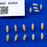 IRGC 65955 Seed Photo