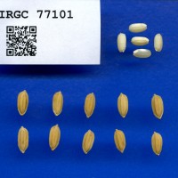IRGC 77101 Seed Photo