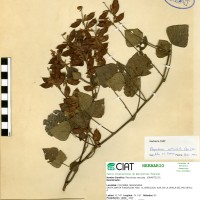 8791 herbarium