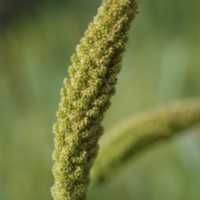 Foxtail1.jpg