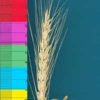 CWI74554_52594_561.jpg