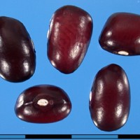 G50997B seed.jpg