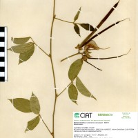 15014 herbarium