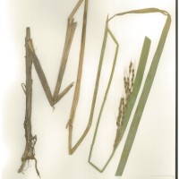 IRGC 88985 Herbarium