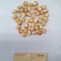 CIMMYTMA 3000 - Reference Inventory.jpg