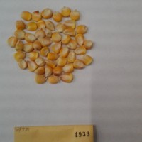 CIMMYTMA 4933 - Reference Inventory.jpg