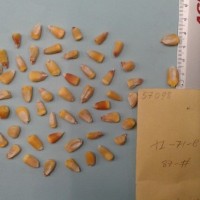 CIMMYTMA 5709 - Reference Inventory.jpg