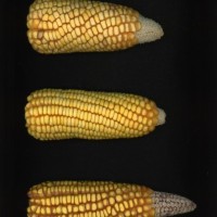 CIMMYTMA 5163 GUAT 62 AF19A-0903-25 E.jpg