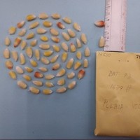 CIMMYTMA 7650 - Reference inventory.jpg