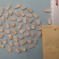 CIMMYTMA 5744 - Reference Inventory.jpg