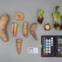 CIP 204004 (root).JPG