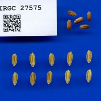 IRGC 27575 Seed Photo