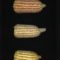 CIMMYTMA 5783 BRAZ 1488 AF22A-0903-66 E1_compress.jpg