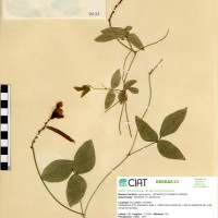 4621 herbarium