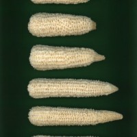 CIMMYTMA 7483 BRAZ 1173 AF22A-0903-120 C_compress.jpg